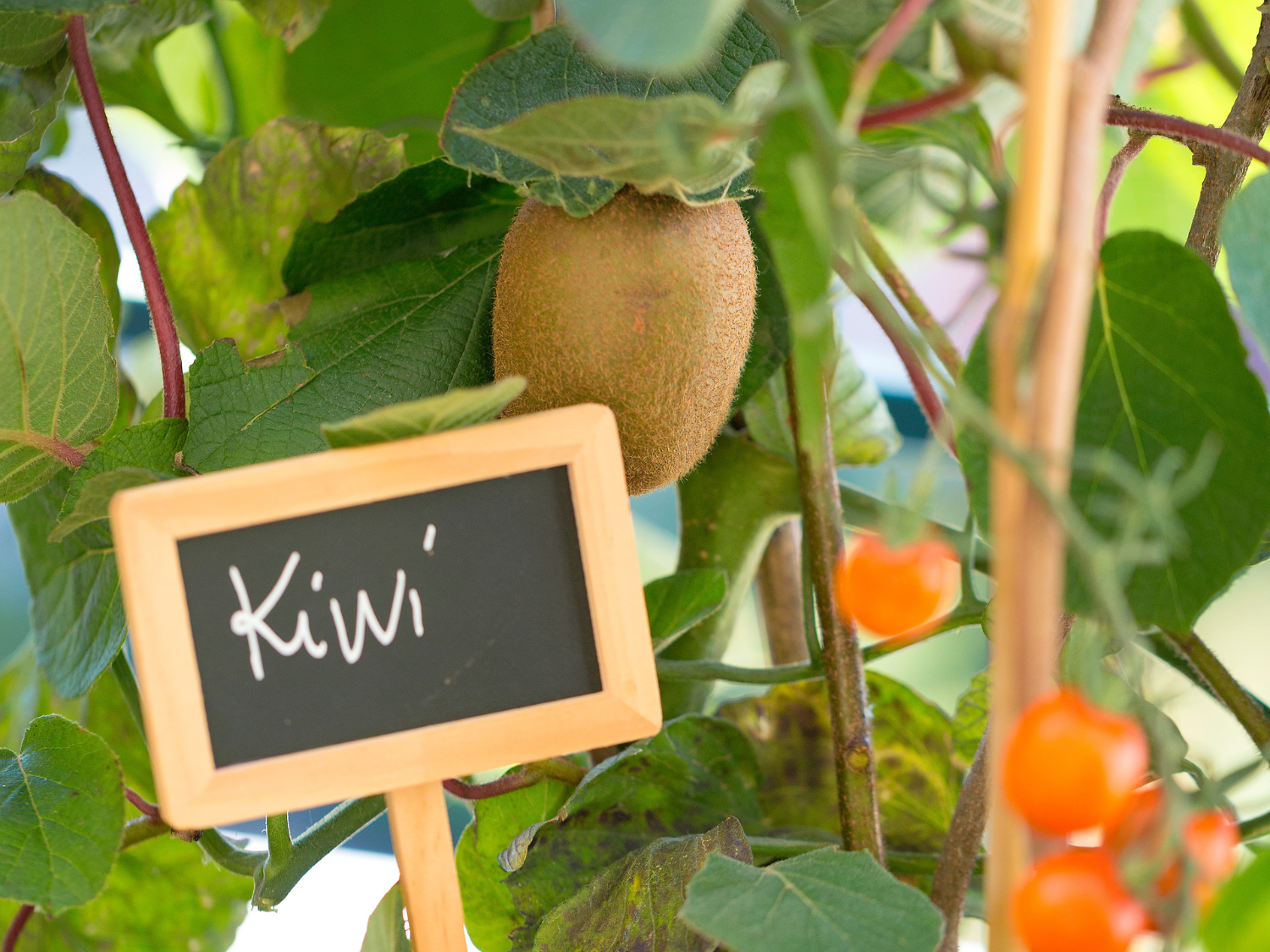 Un kiwi prêt à être récolté