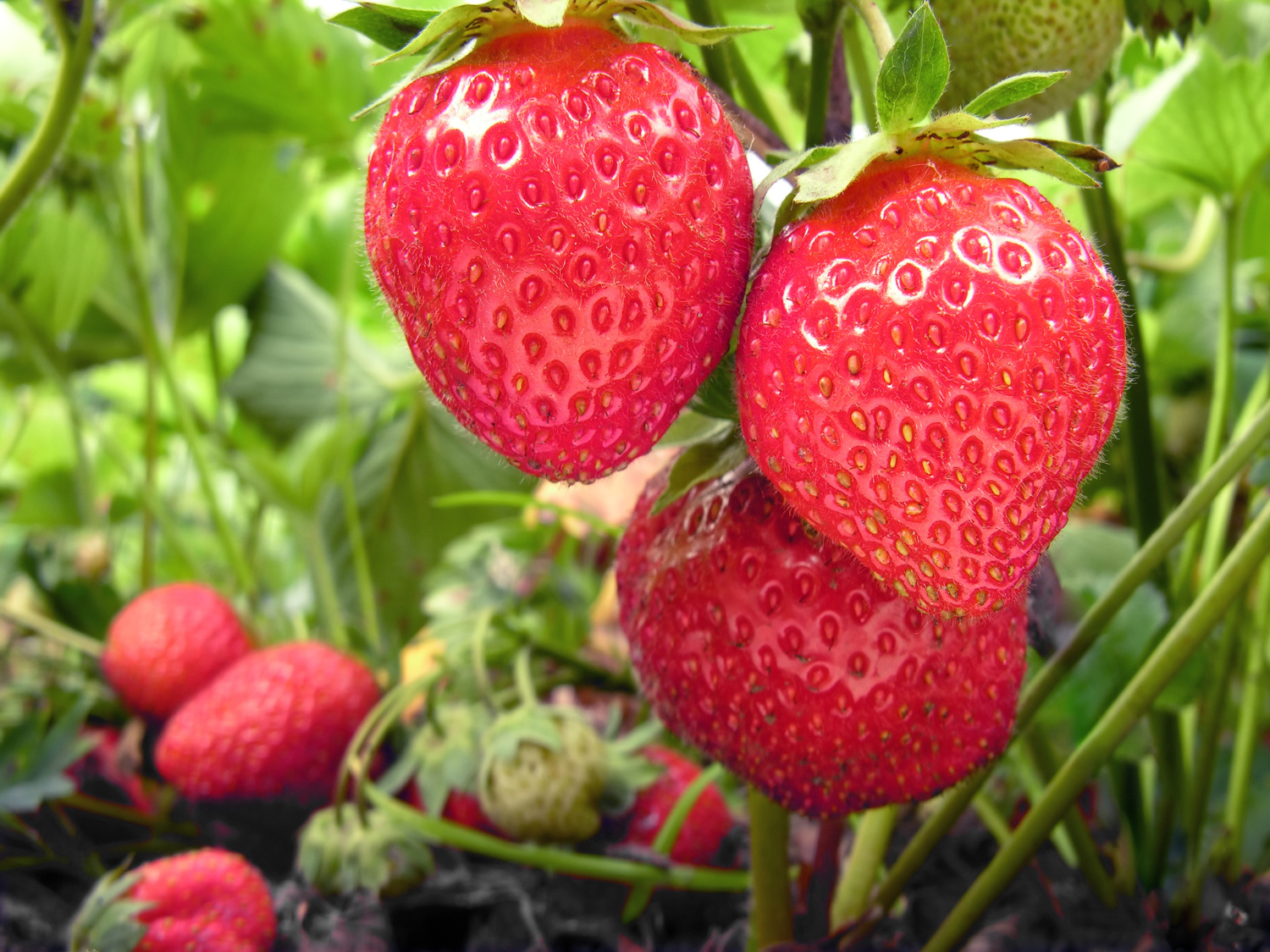 Un zoom sur des fraises