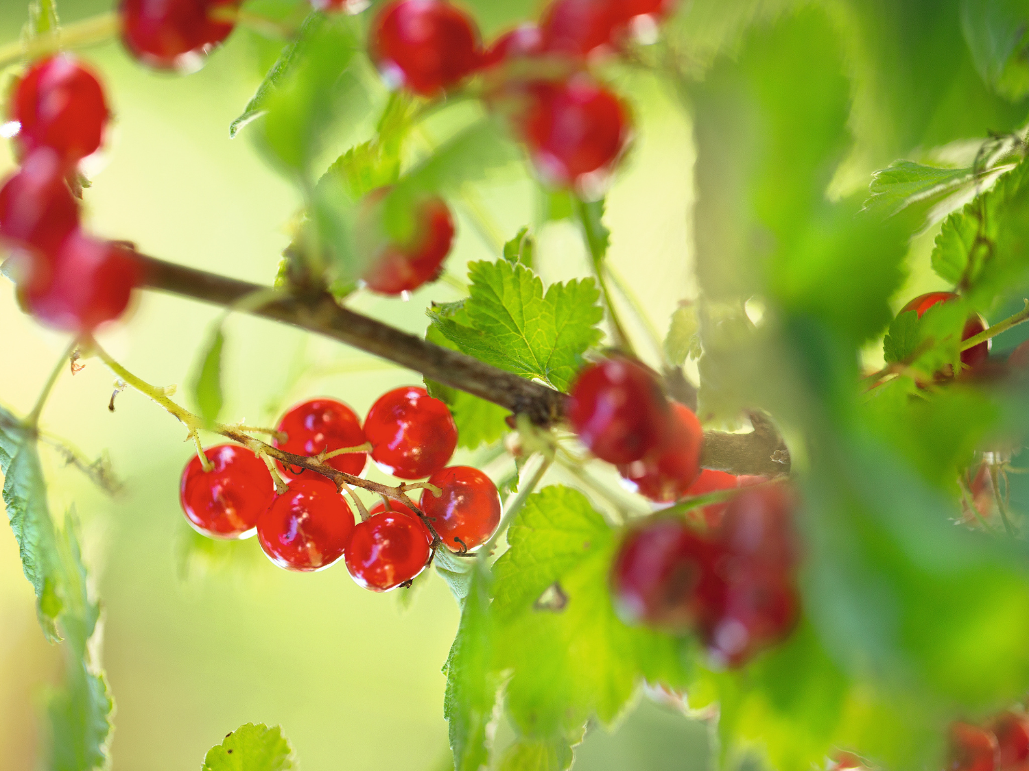 Les groseilles rouges