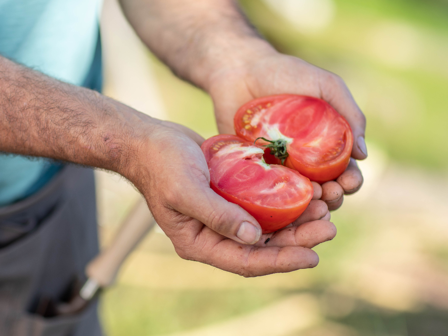 Une tomate coupée en deux dans les mains d'un homme