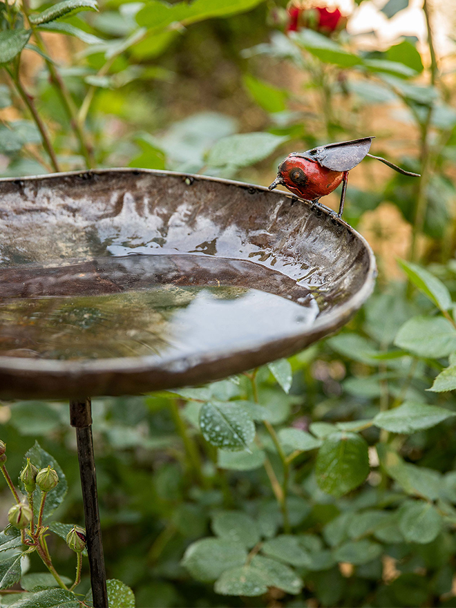 Conseil botanic® Comment accueillir les oiseaux dans nos jardins