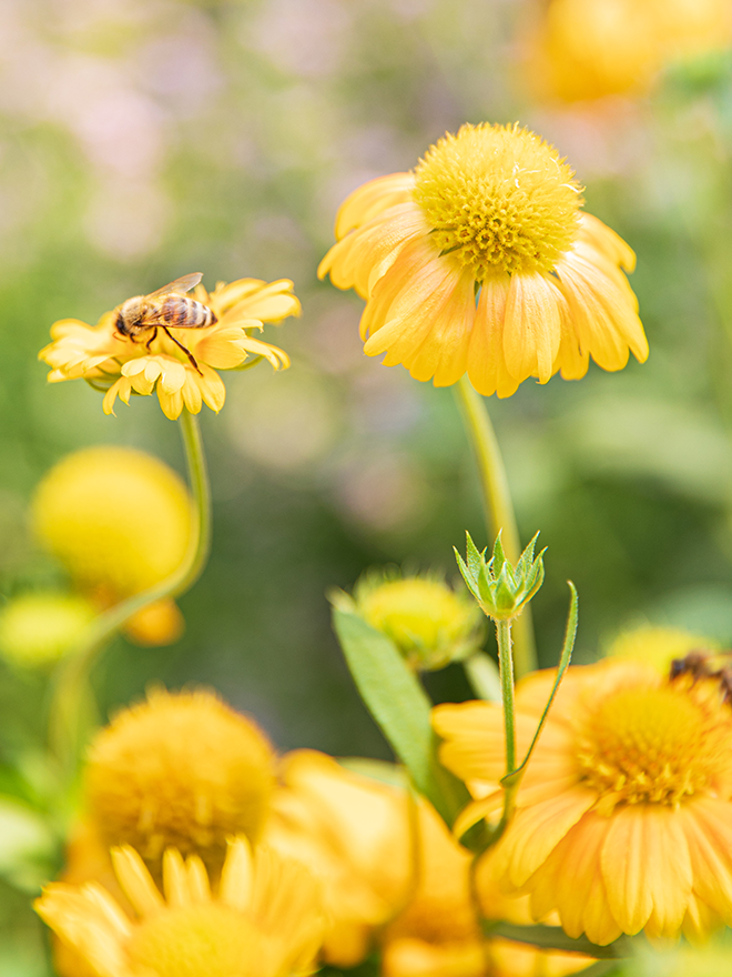 Conseil botanic® Sauver les abeilles et préserver la biodiversité