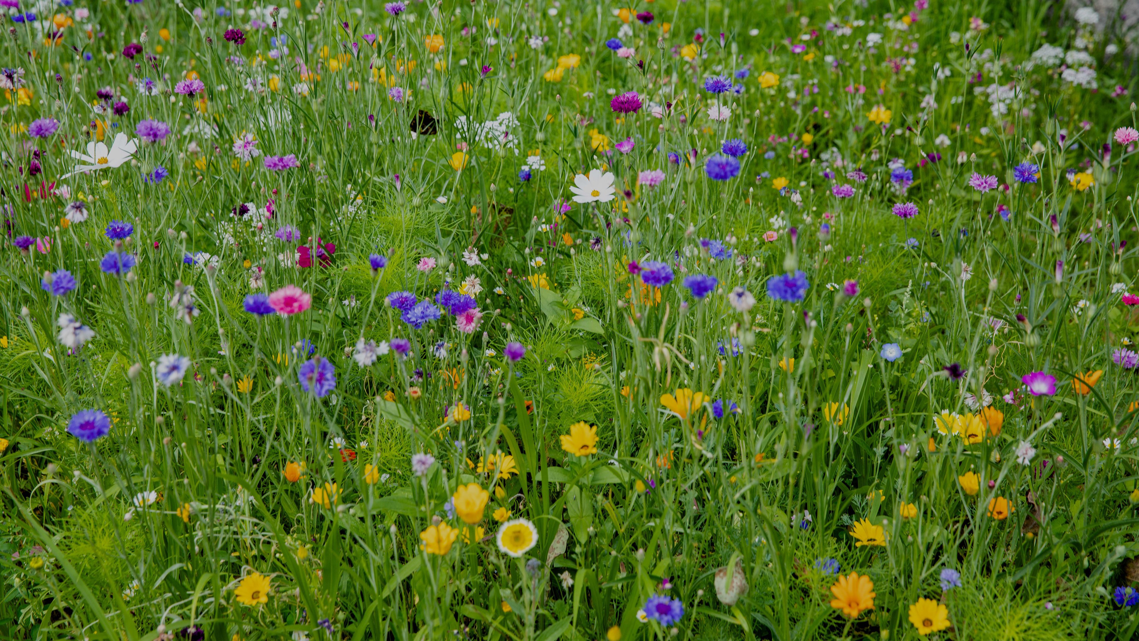 prairie fleurie, la biodiversité au jardin