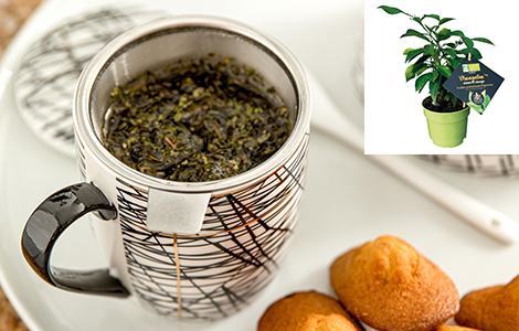 Arbuste agrumatique orange tea