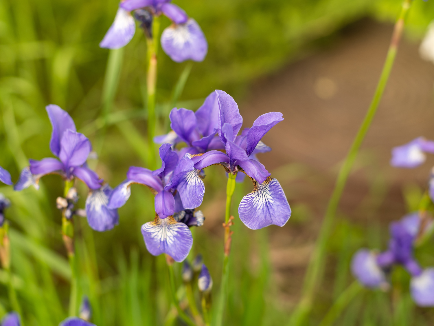 Des iris violets dans un jardin