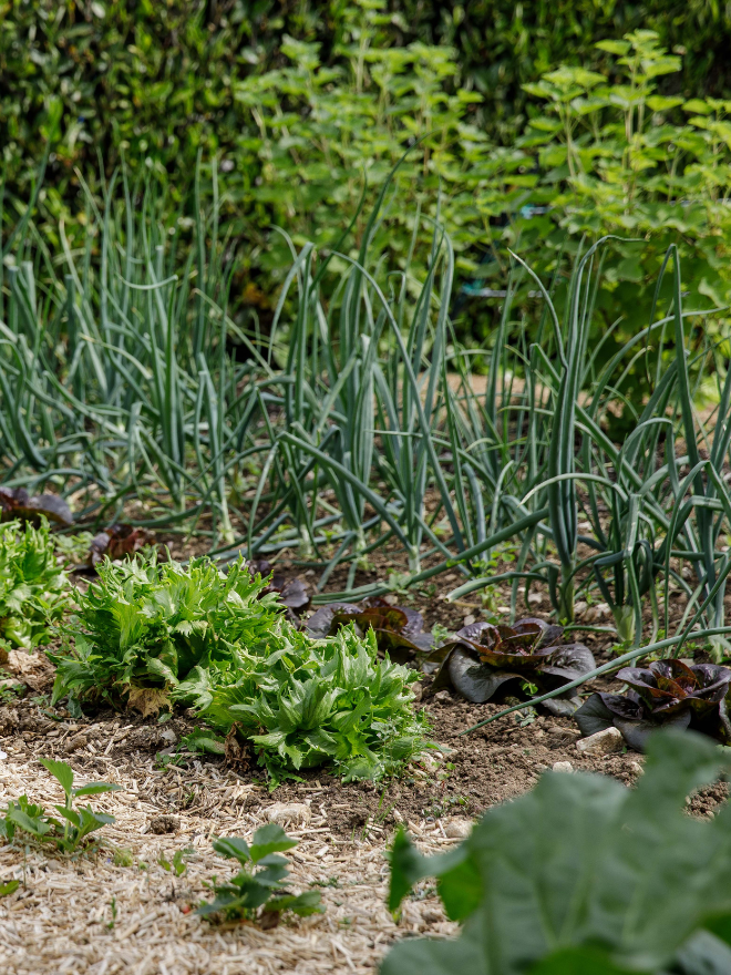 Des cultures au potager