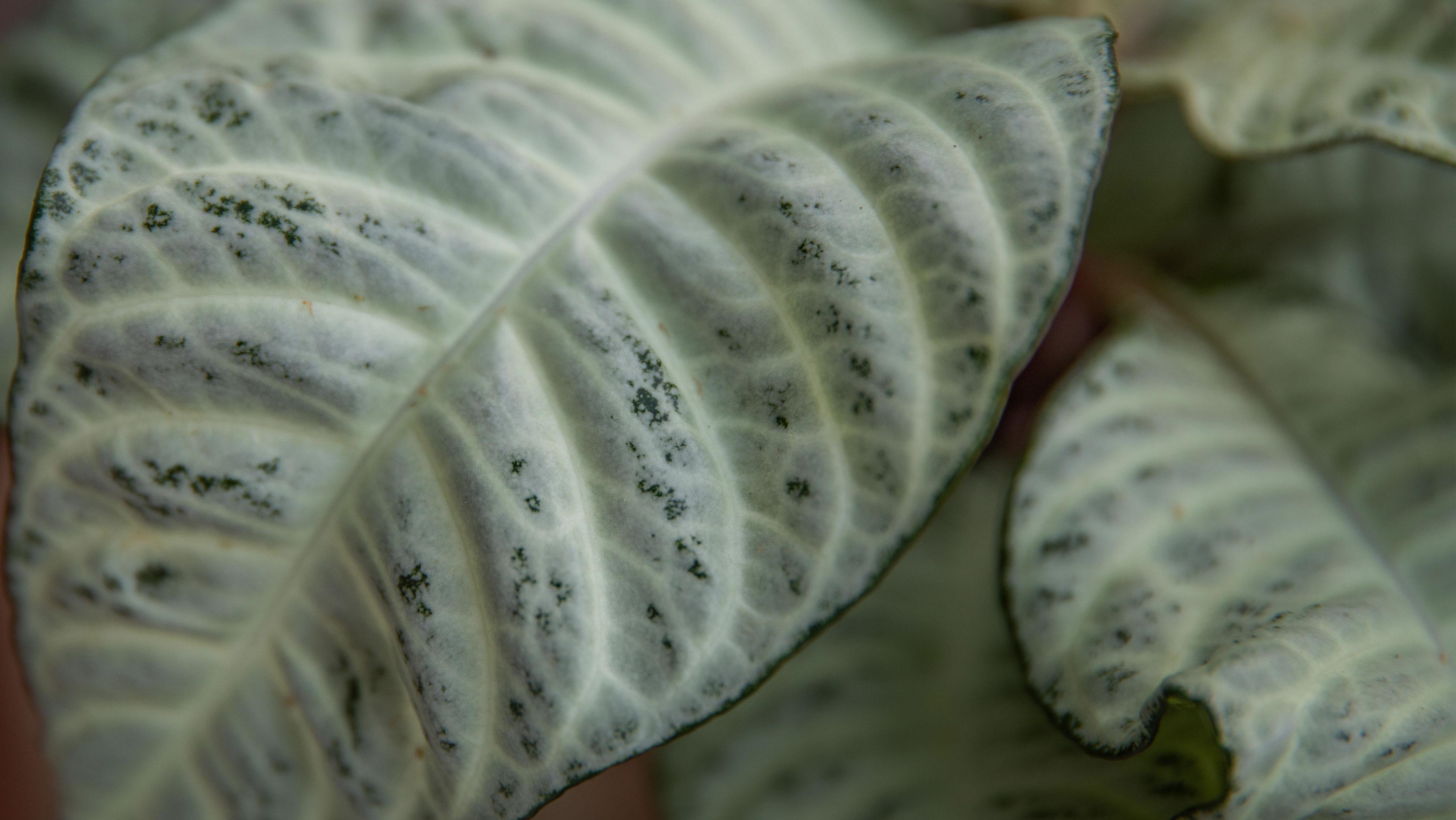 Plantes vertes