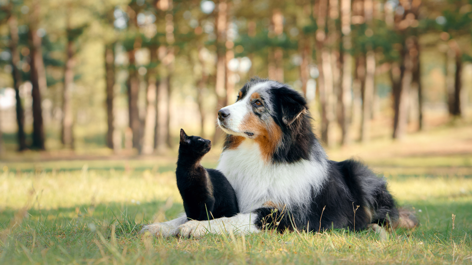Chiens et chats dans l'herbe