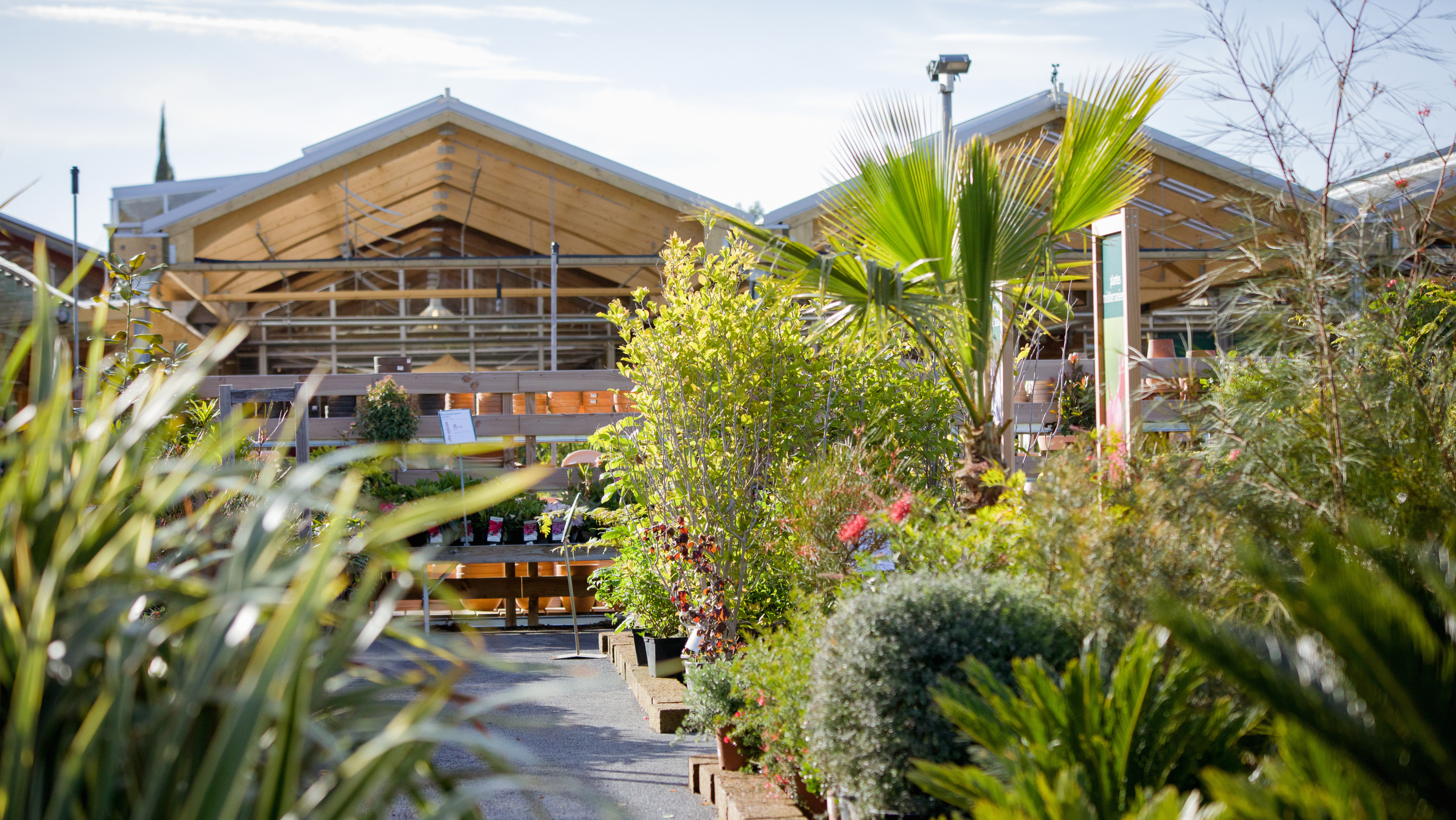 Plantes d'extérieur dans un magasin botanic