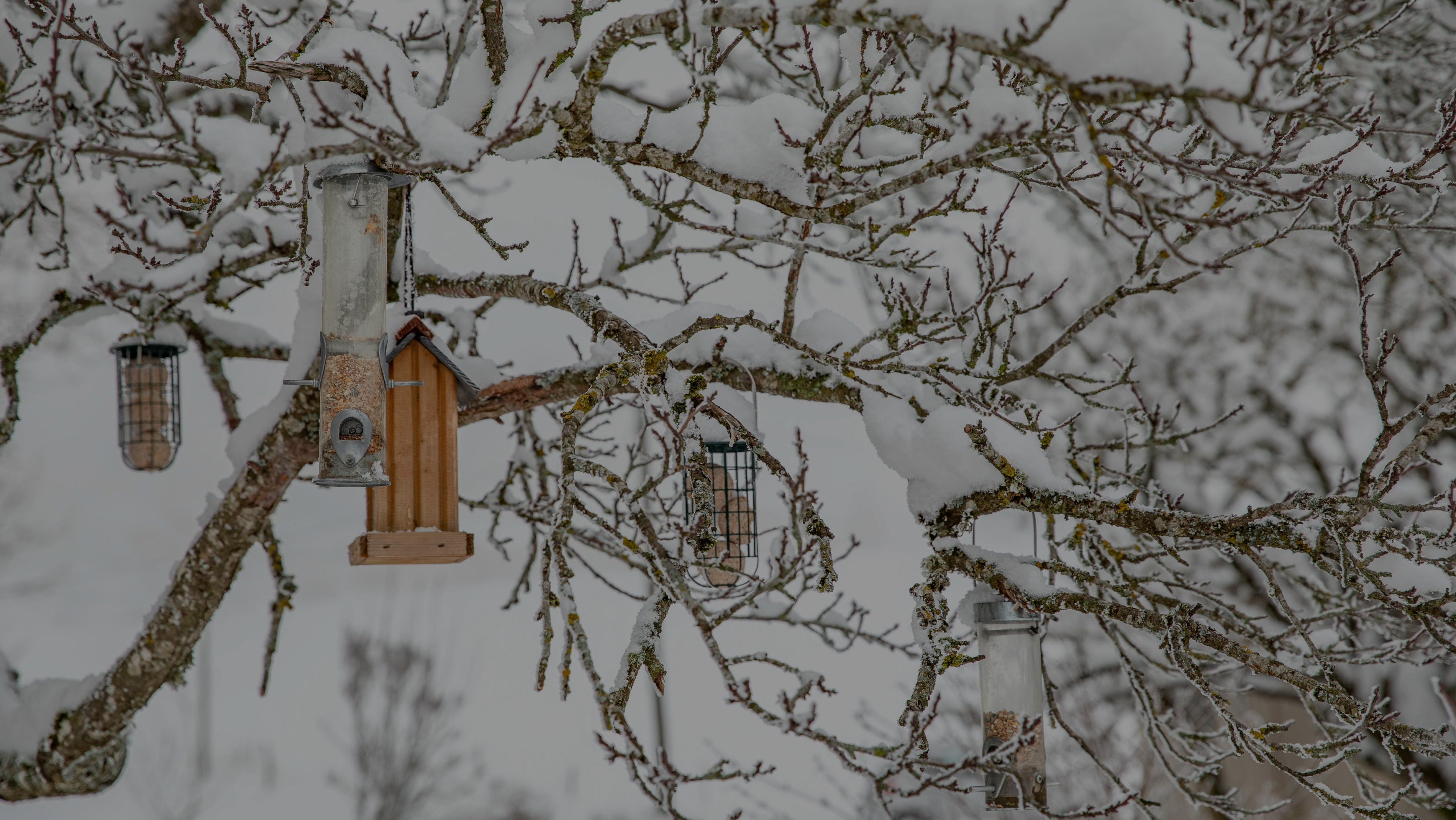 biodiversité au jardin en hiver