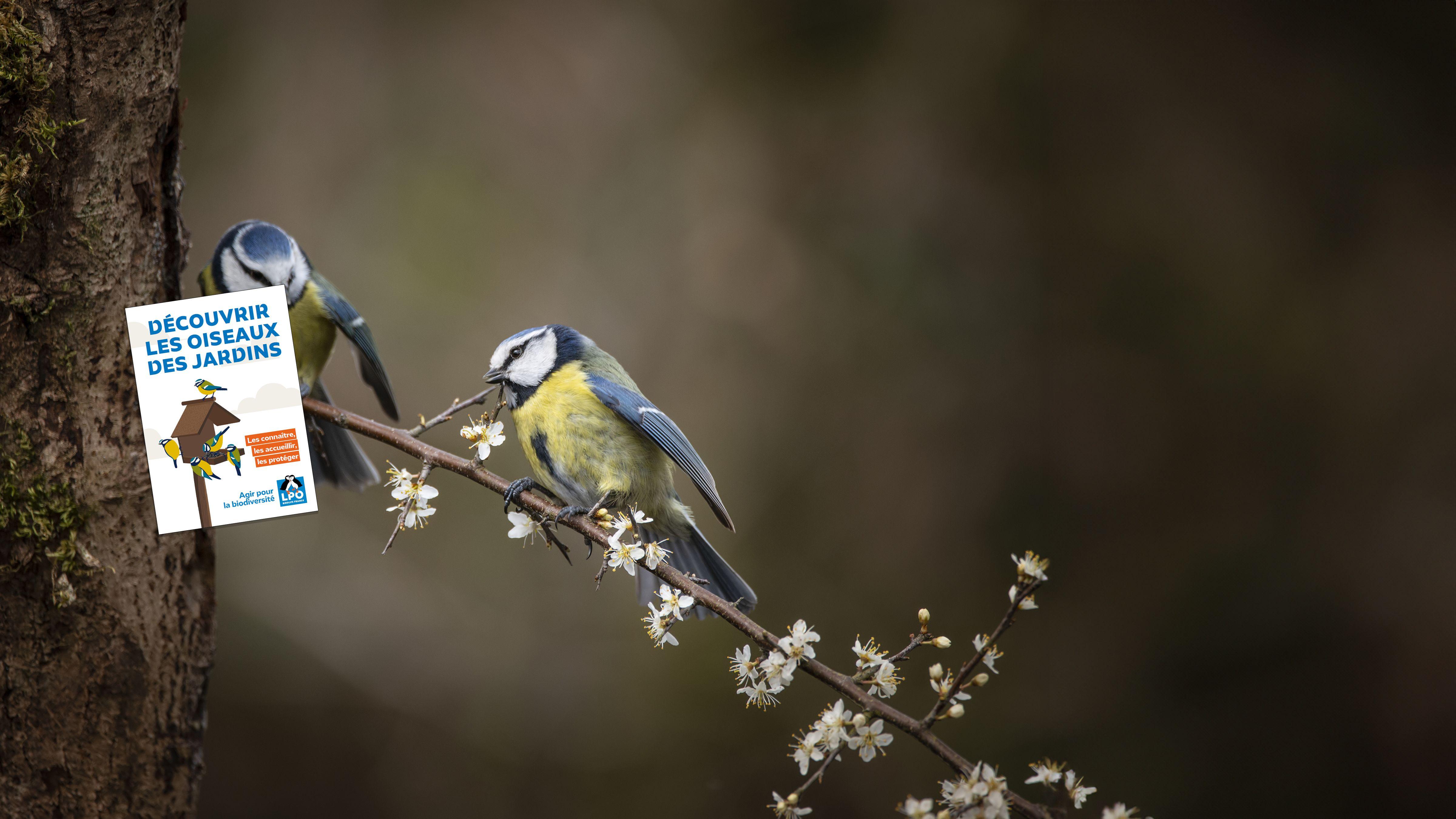 oiseaux des jardins livret LPO