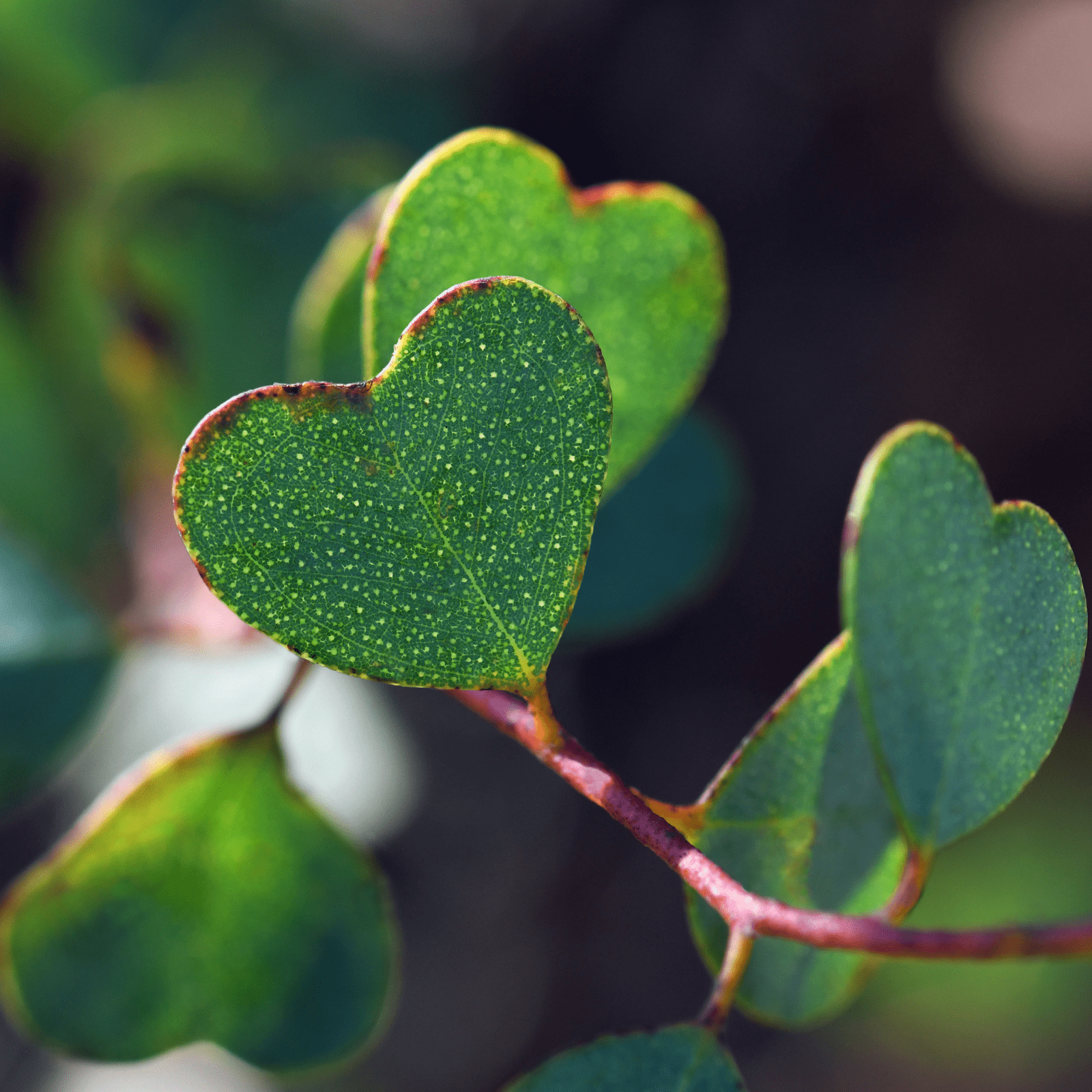 Feuille en cœur pour la St Valentin
