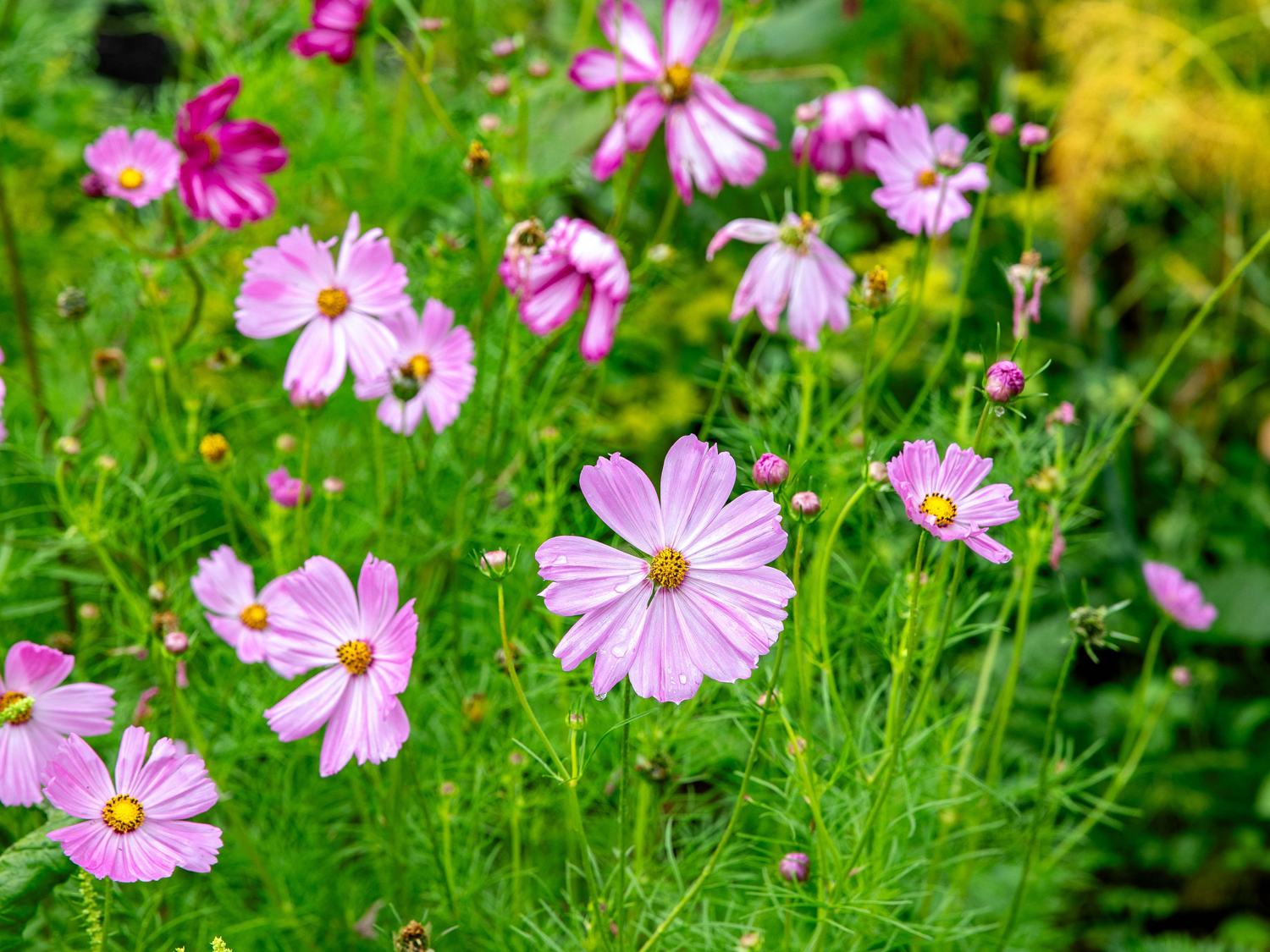 fleurs cosmos jardin