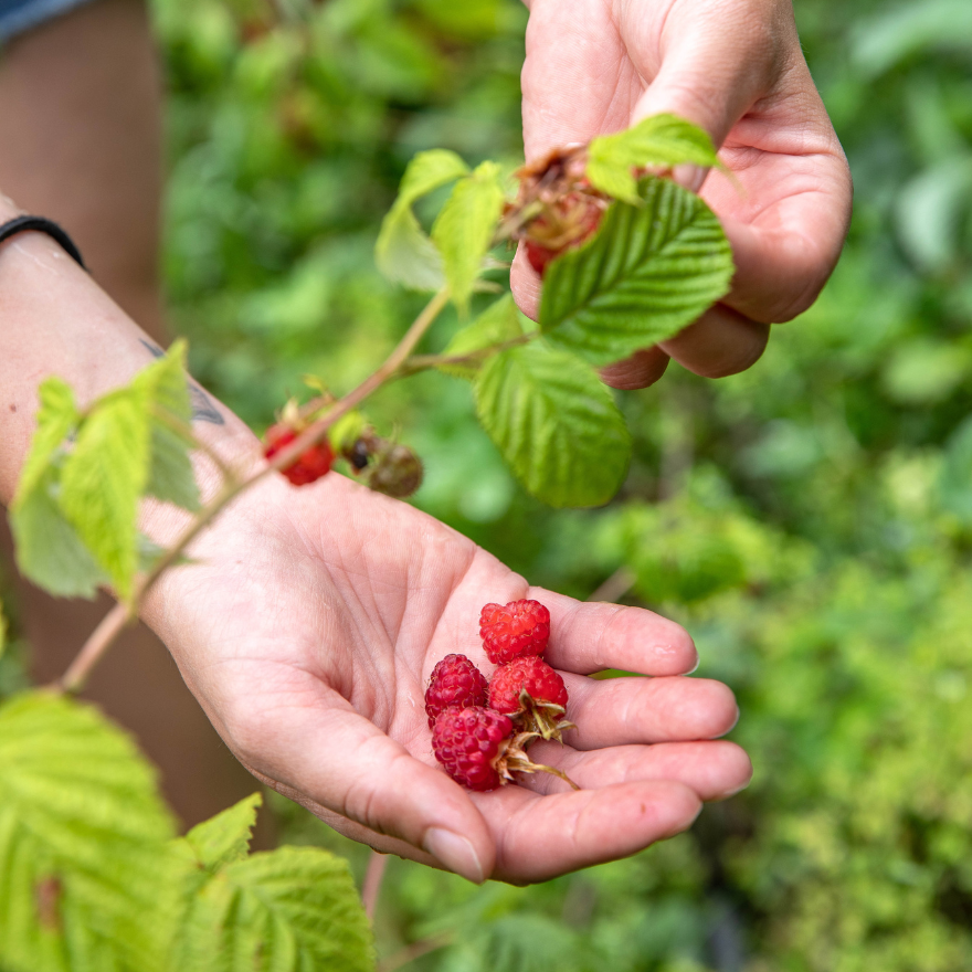 Une récolte de framboises