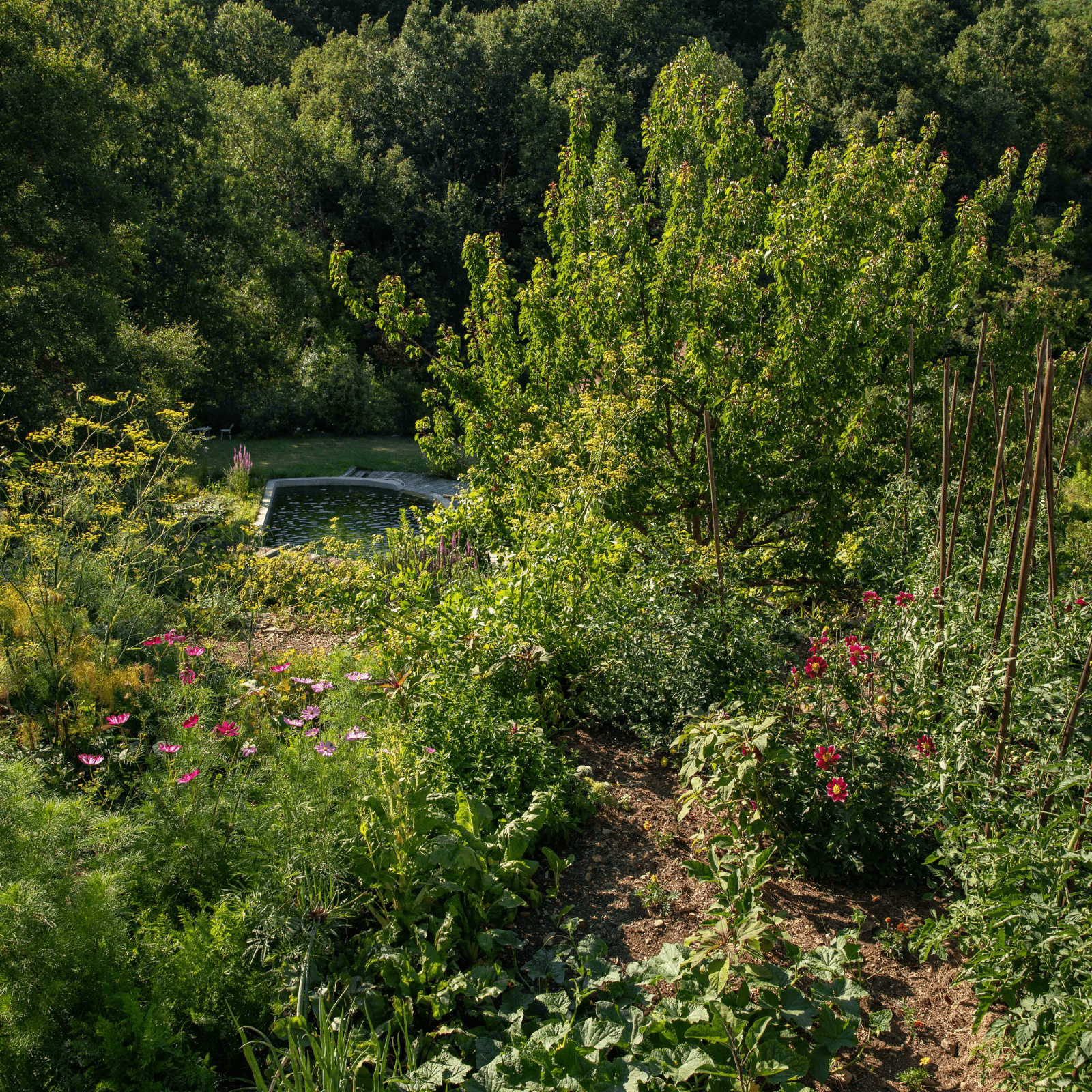Jardin de demain qui préserve l'eau, la biodiversité