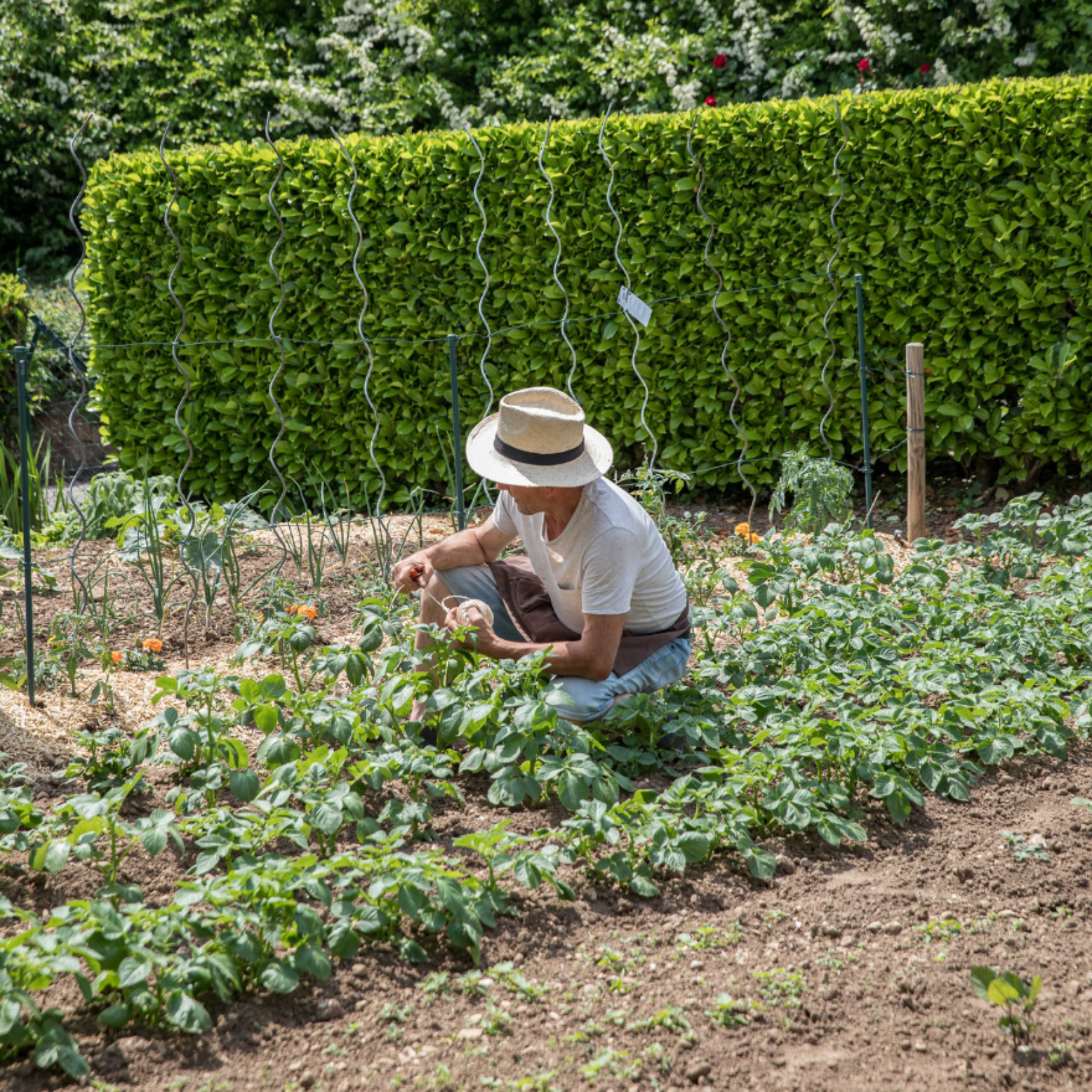 Homme en train d'entretenir son potager pendant l'été