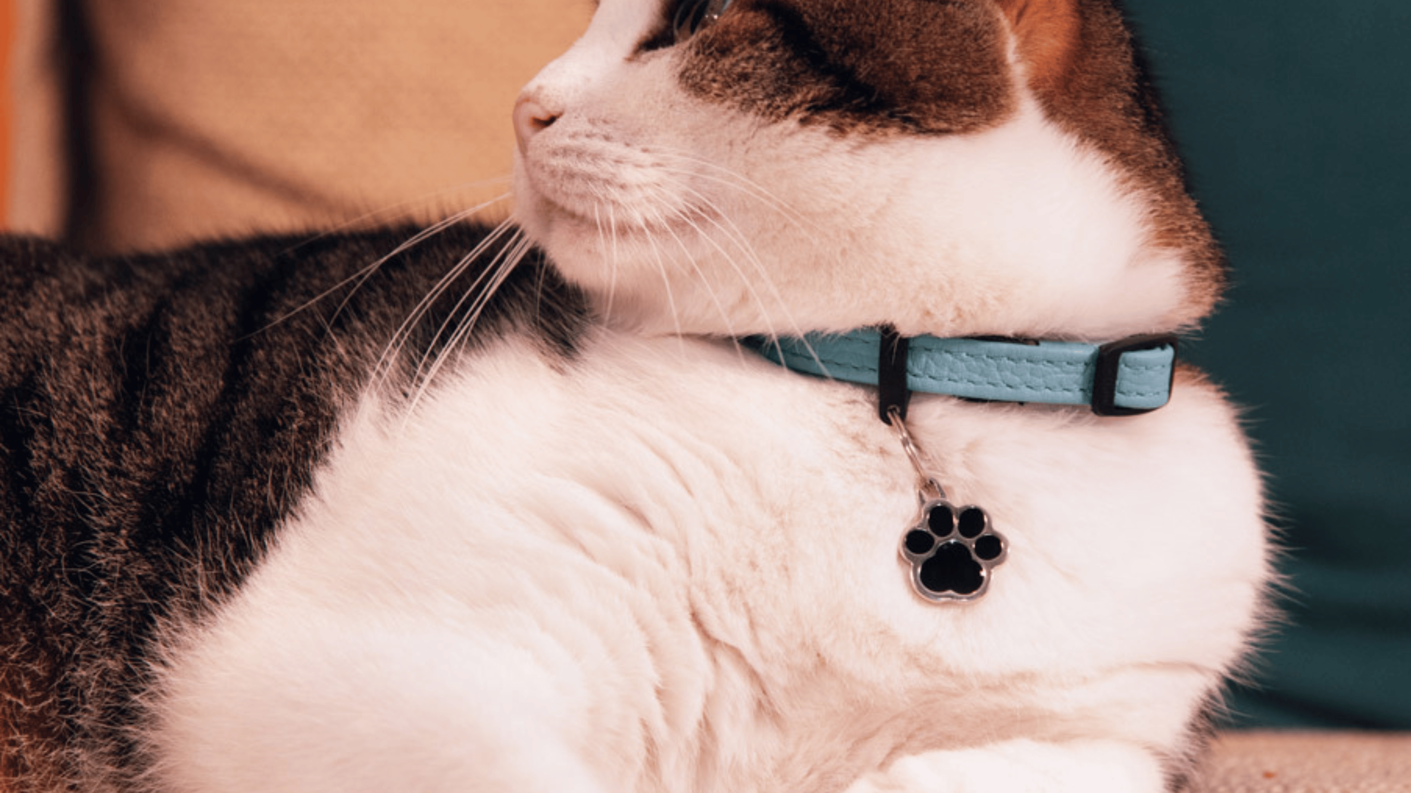 Médaille pour chat en forme de patte