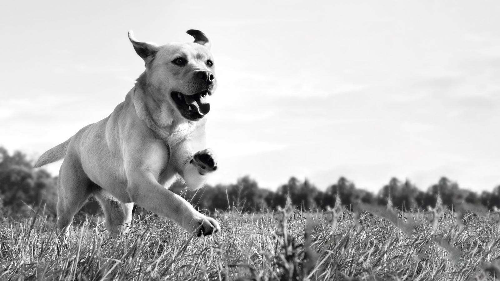 Labrador qui court dans un champ