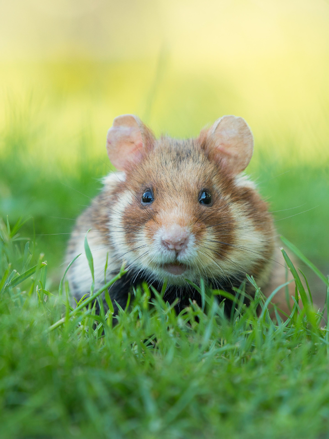 Un hamster dans l'herbe