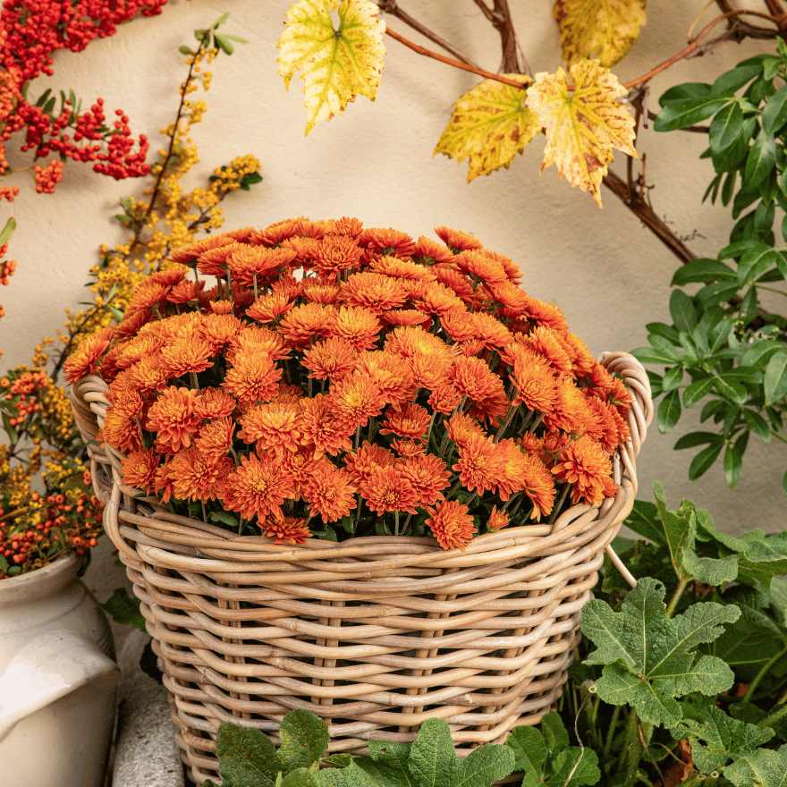 Une vannerie de chrysanthèmes orange