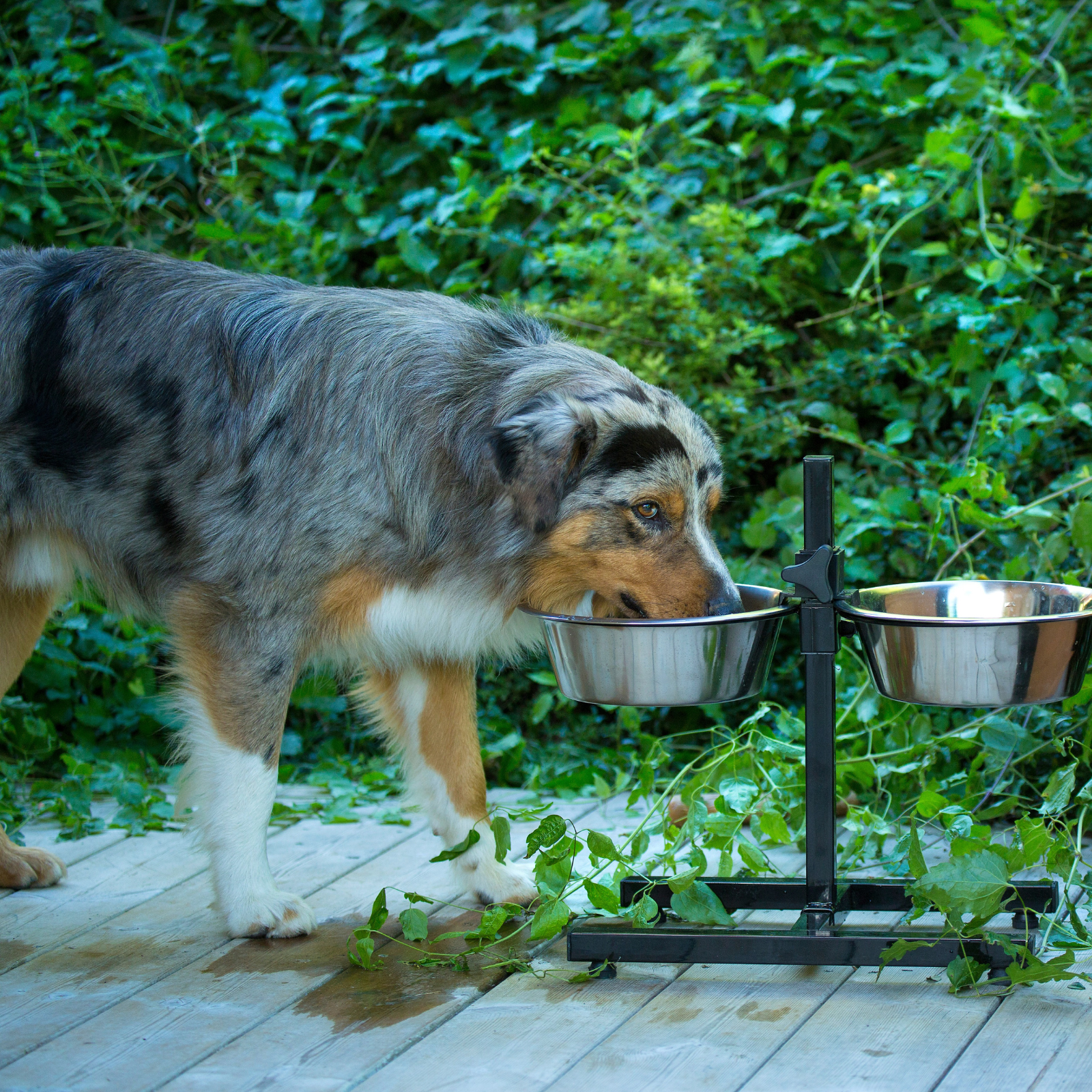 Chien qui boit dans une gamelle