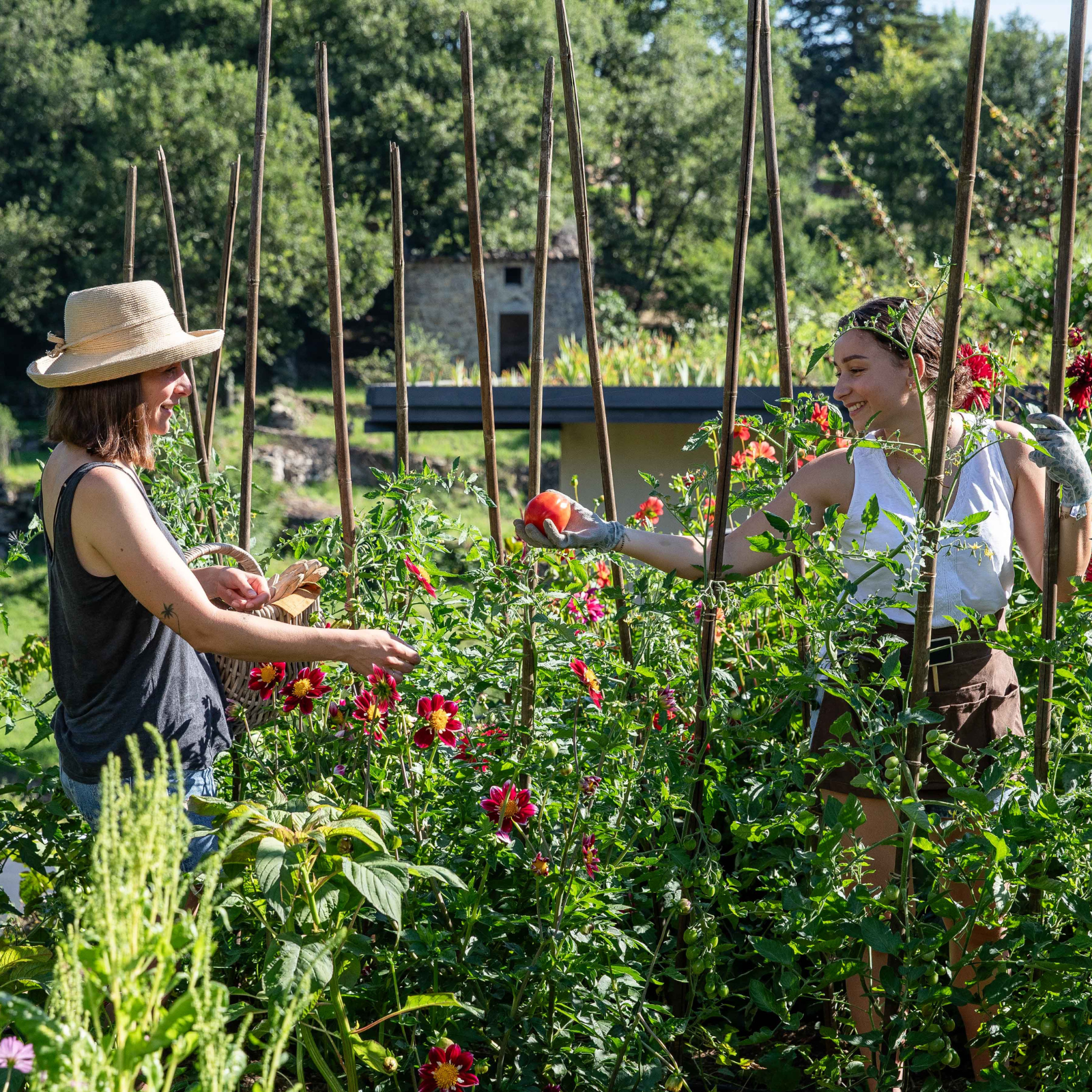 Femmes qui récoltes des légumes dans le jardin