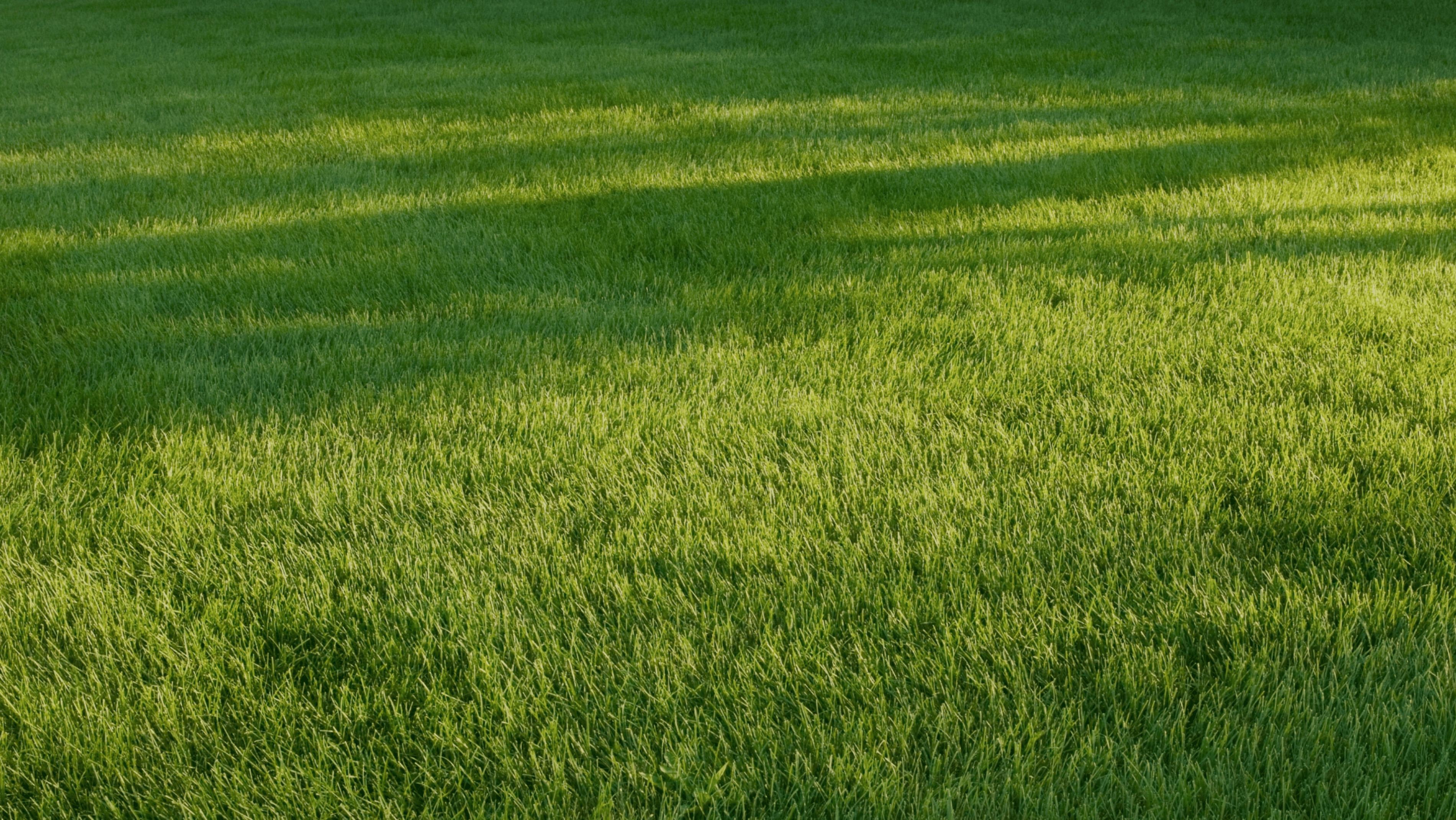 Pelouse fraiche et naturelle