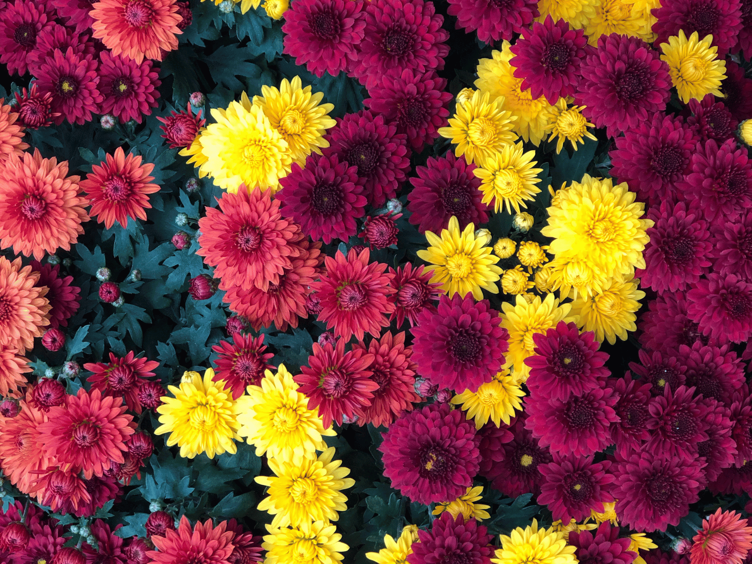 Visuel de fleurs d'automne colorées : jaune, violette et rose