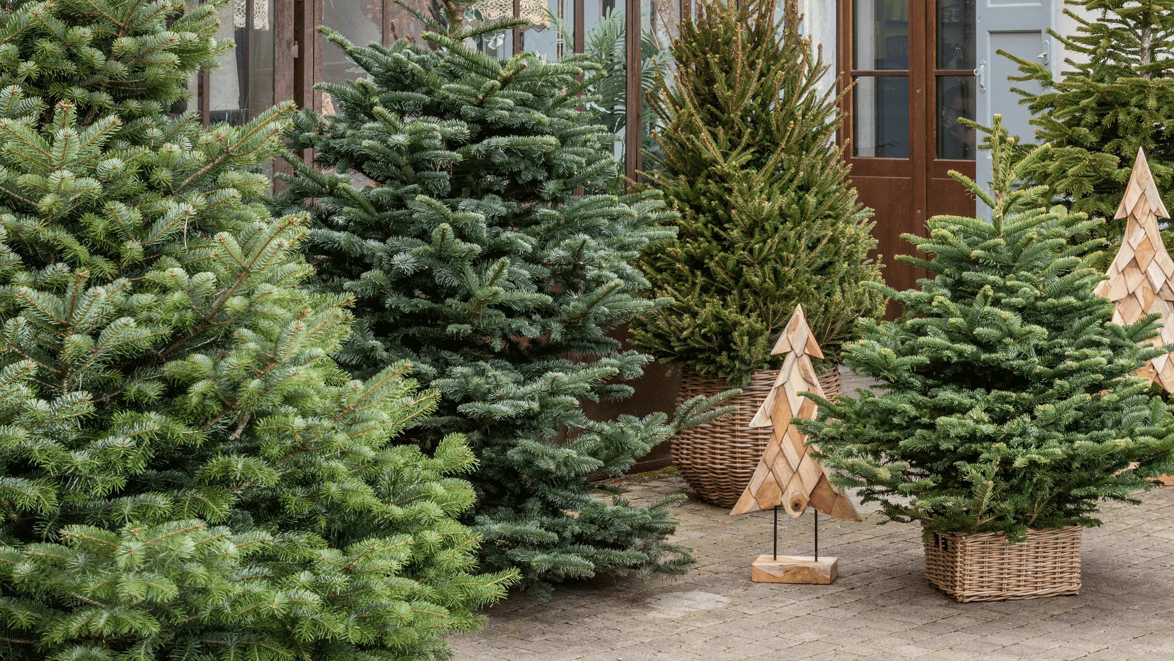 Une forêt de sapins naturels