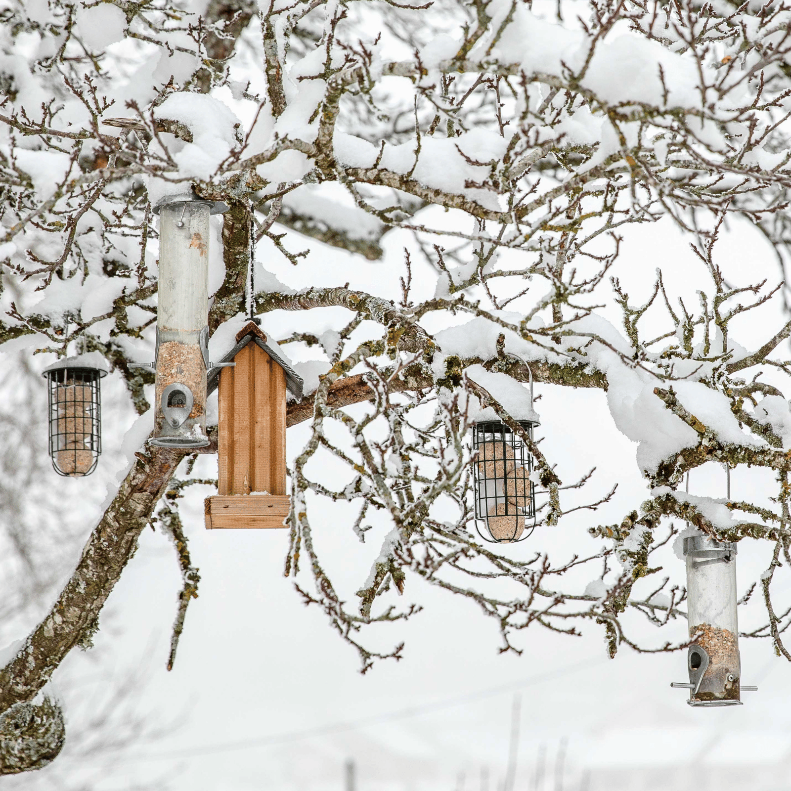 Nichoirs et mangeoires pour oiseaux du jardin sous la neige