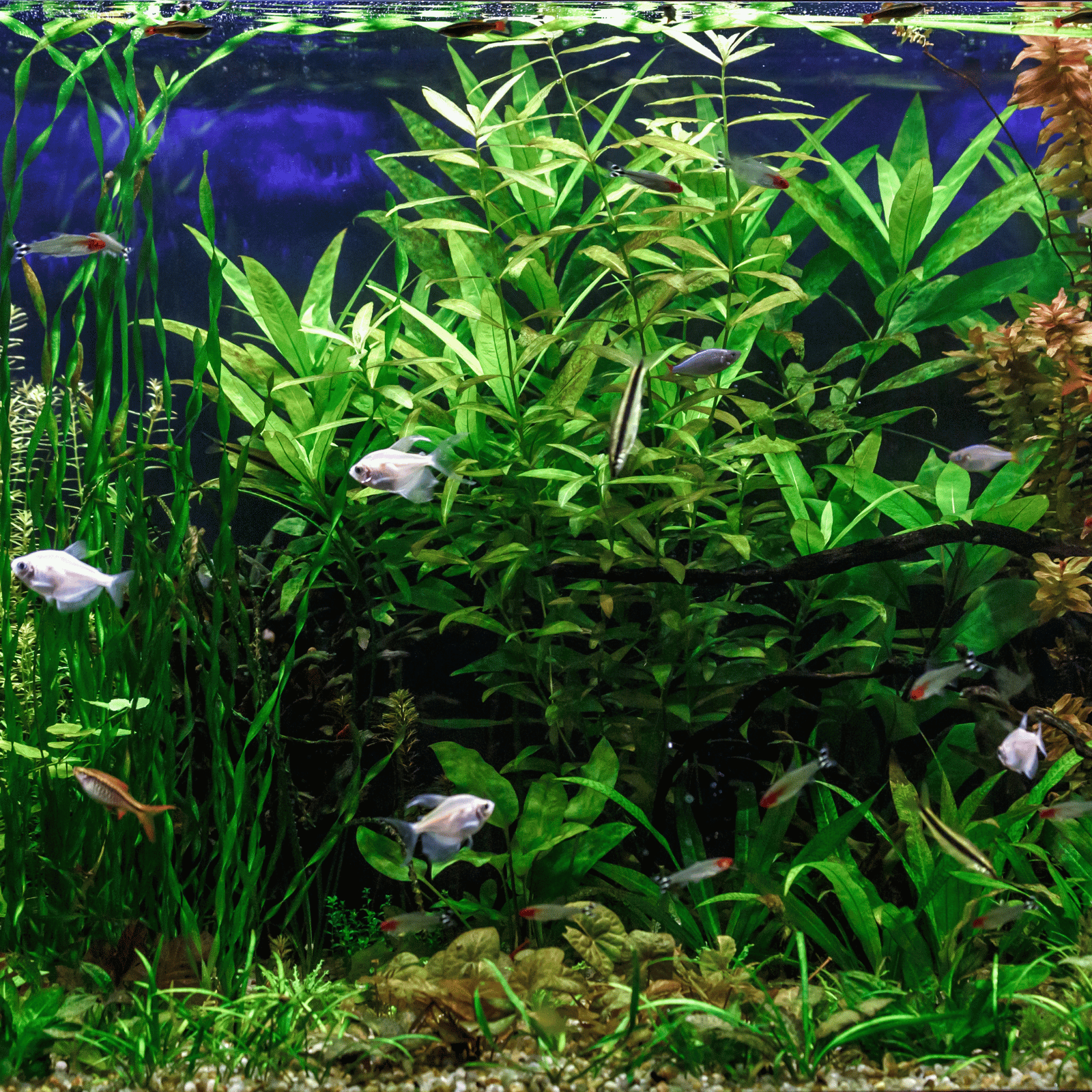 Poissons dans un aquarium avec des plantes