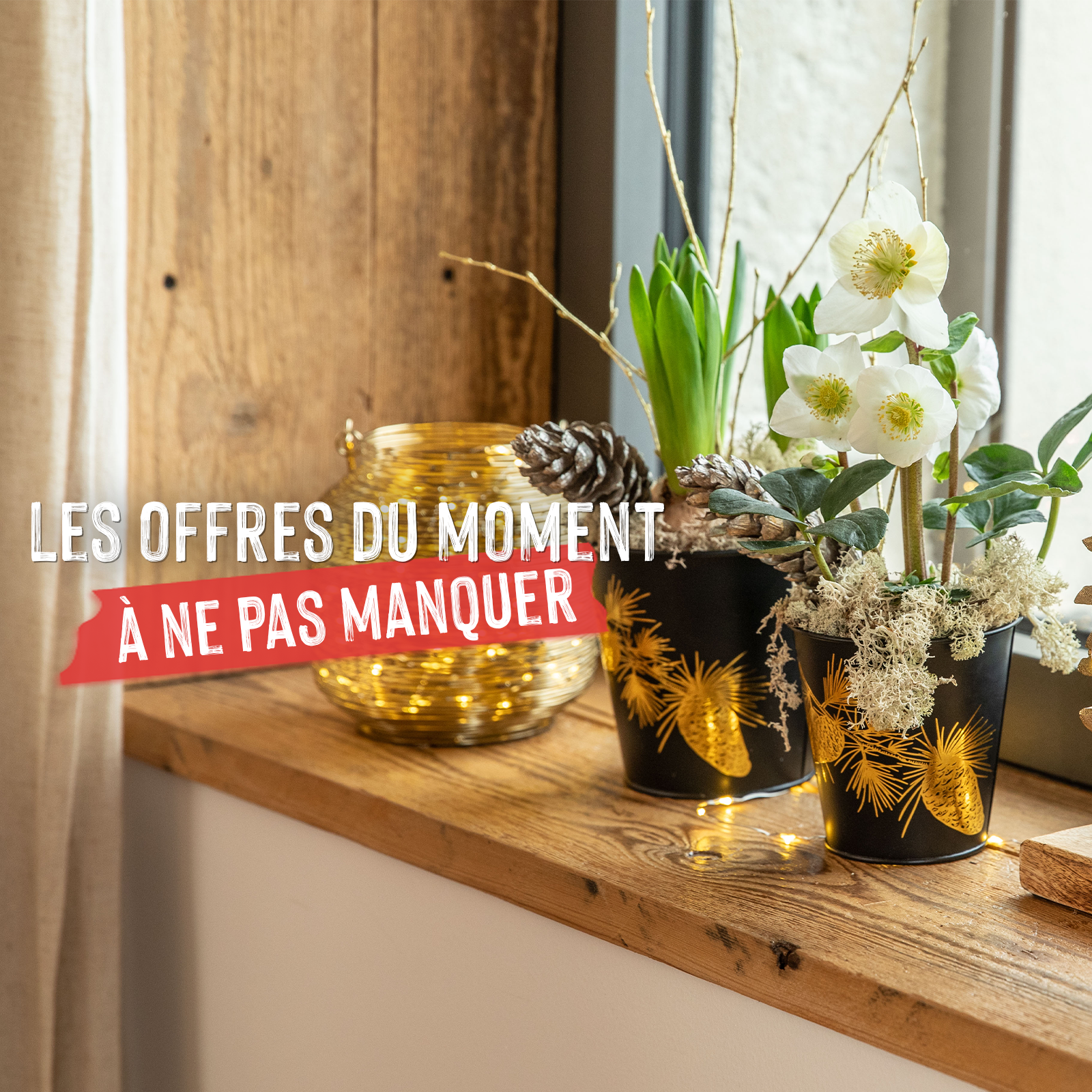 un rebord de fenêtre décoré et végétalisé pour les fêtes de fin d'année