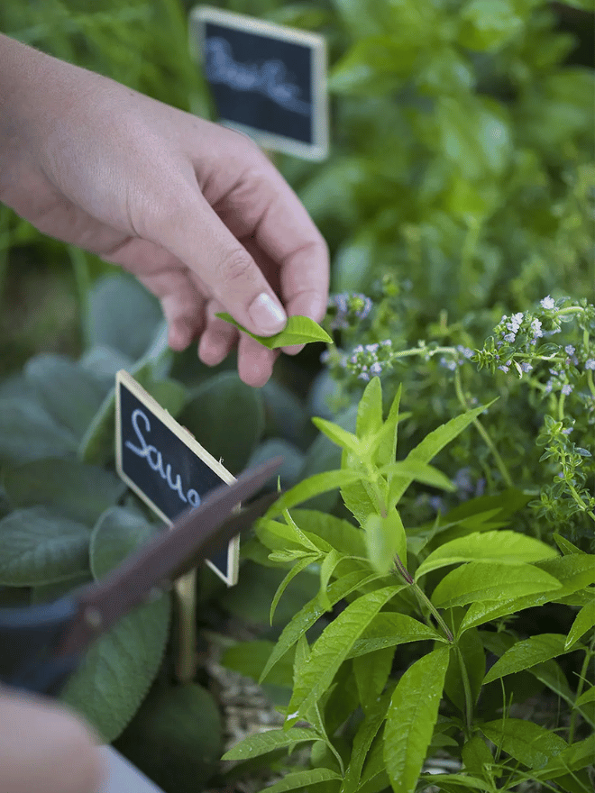 Un homme taille des aromatiques dans son potager