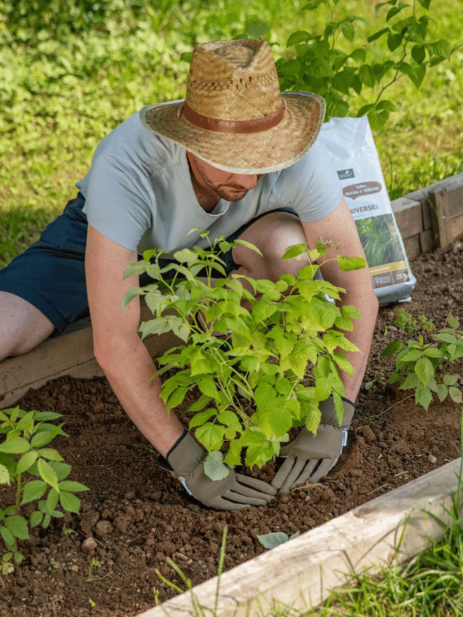 Un homme en train de planter un framboisier