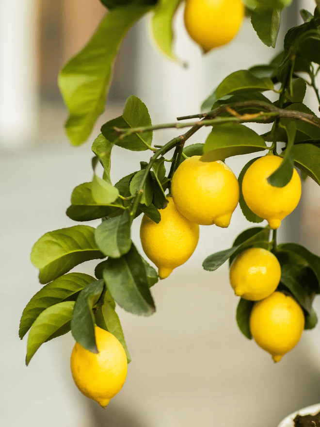 Zoom sur des citrons sur un citronniers