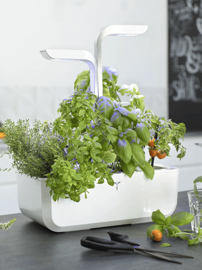 Un potager urbain Véritable blanc dans une cuisine