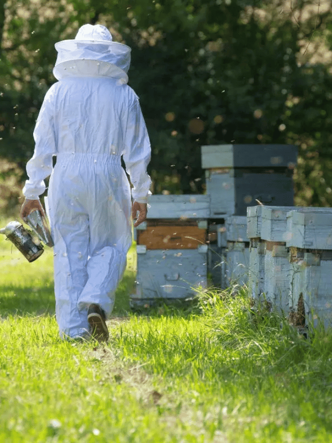 Un apiculteur se dirigeant vers ses ruches
