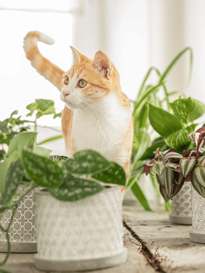 Un chat devant des plantes vertes