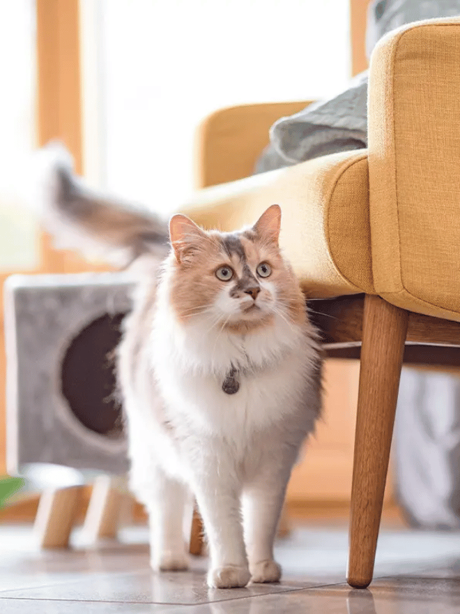 Comment aménager son intérieur pour votre chat ?