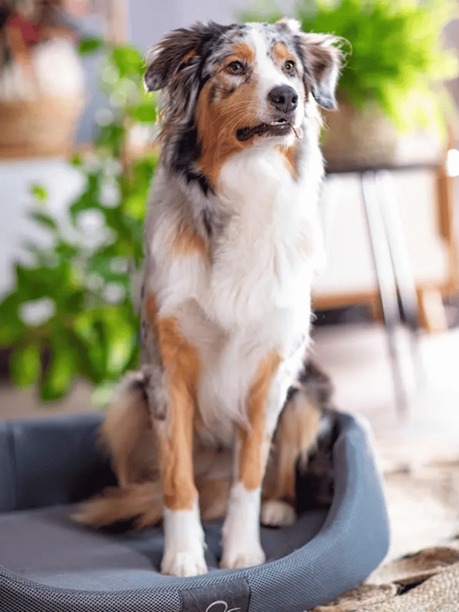 Une femme installe un coussin à motif pour son chien