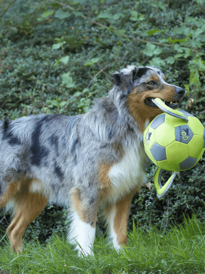 Un chien qui tient un ballon dans la gueule