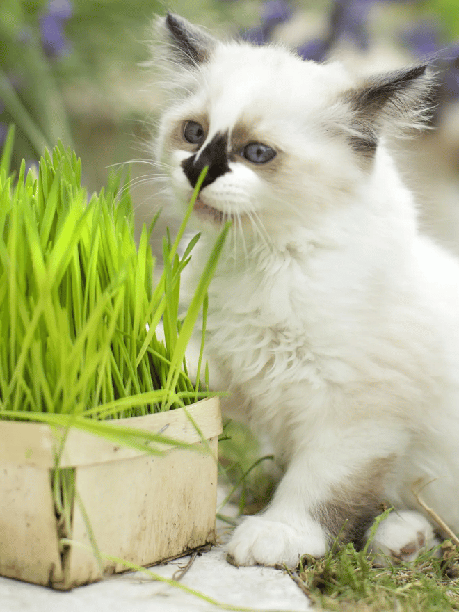 Un chat blanc en train de manger une herbe à chat