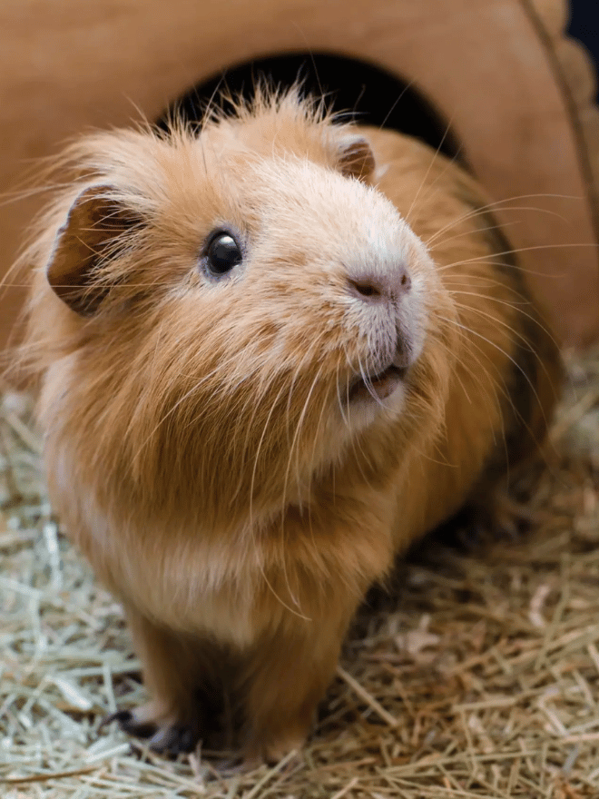 Un cochon d'Inde marron