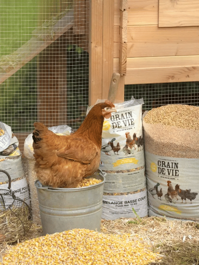 Poule dans un poulailler assise dans un seau de grains