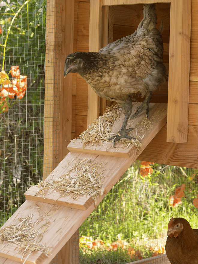 Une poule grise dans un poulailler