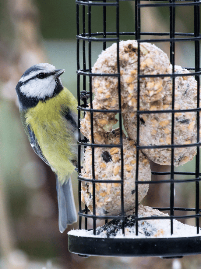 Une mésange en hiver
