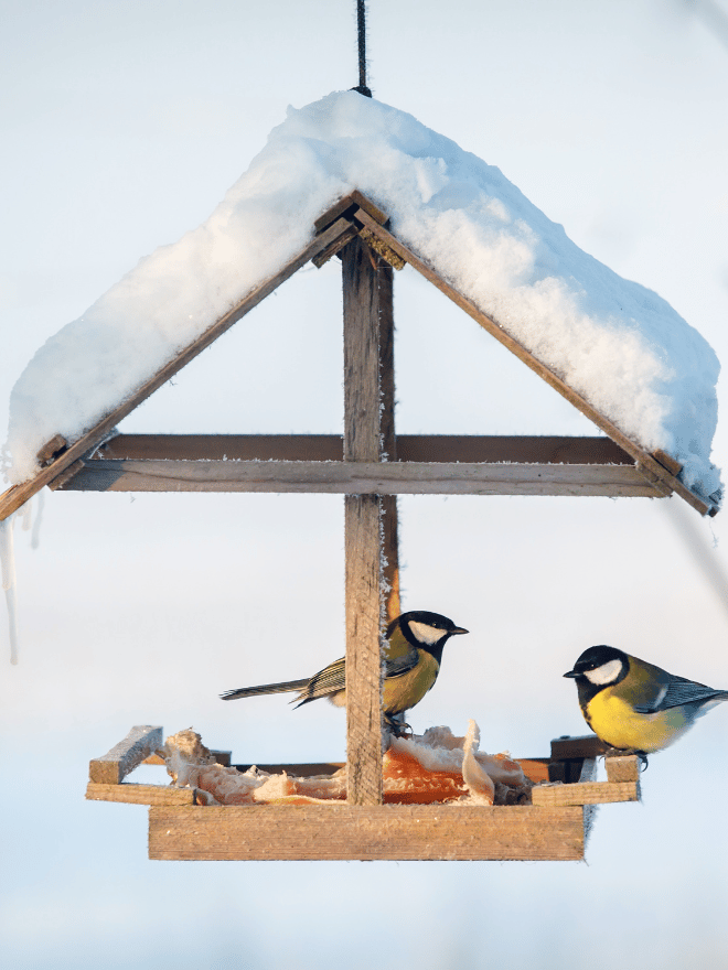 Deux mesanges bleue dans une mangeoire en hiver
