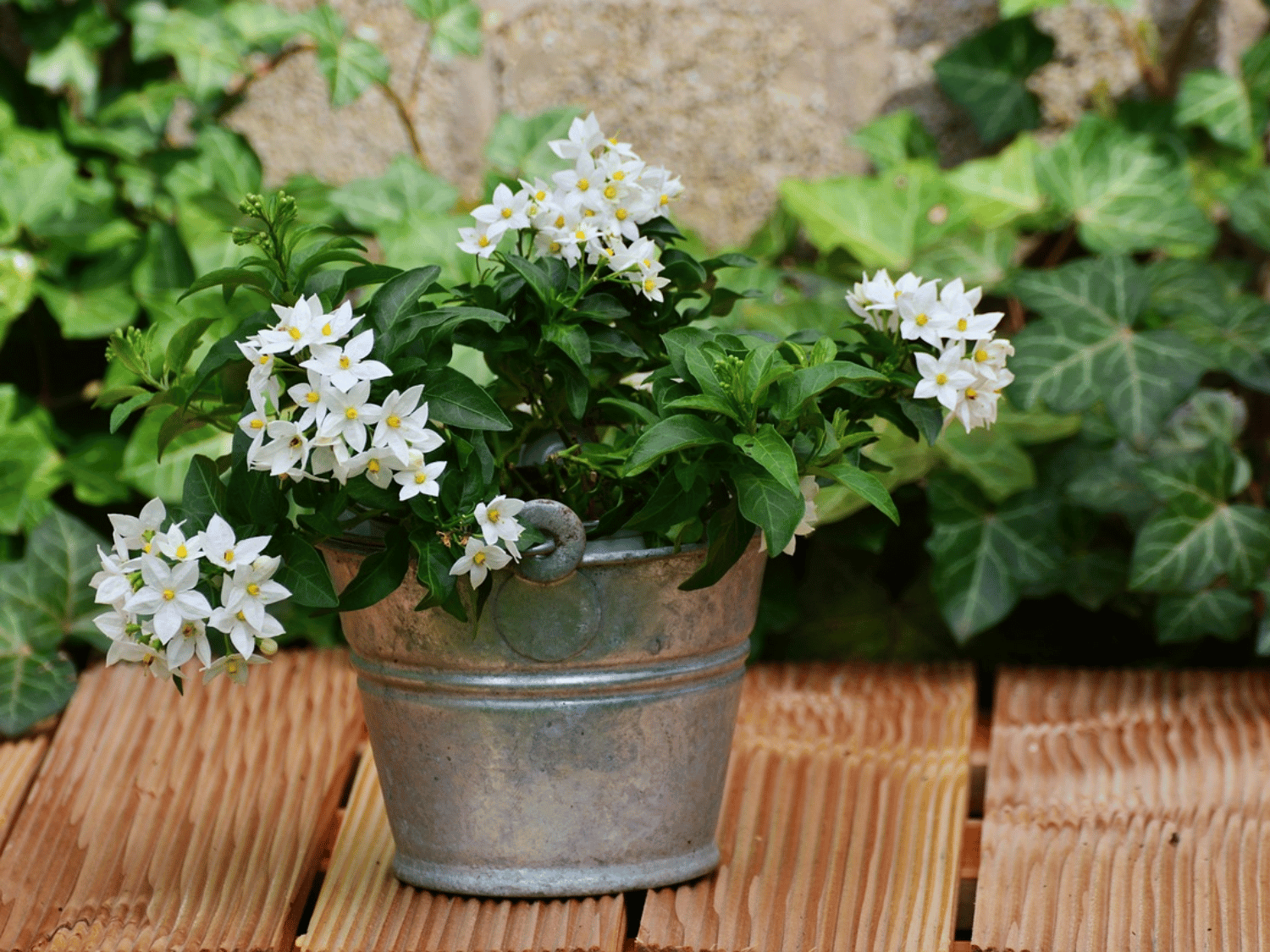 Un jamin à fleurs blanches dans un pot en fer posé sur une table en bois