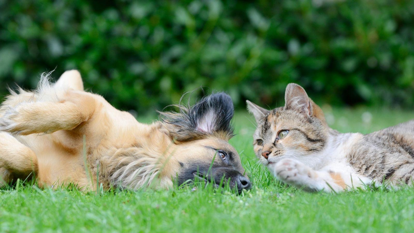 Un chien et un chat allongés dans l'herbe