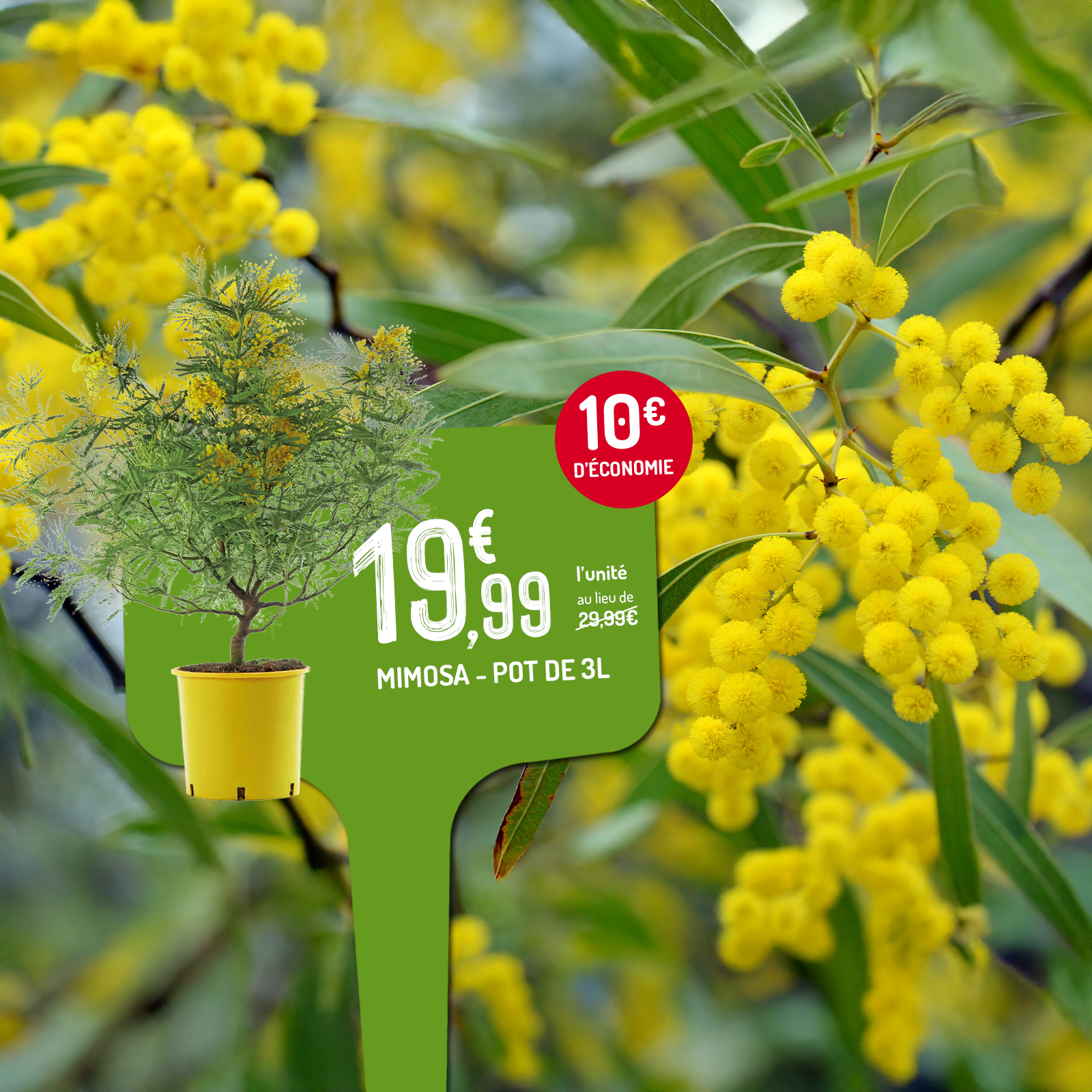 Des mimosas en fleur